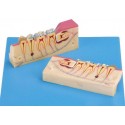 DISSECTED MODEL OF TEETH TISSUE